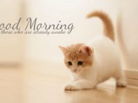 Best cat good morning pictures