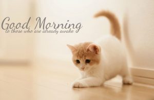 Best cat good morning pictures