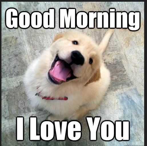 Dog-Good-Morning-Memes.jpg