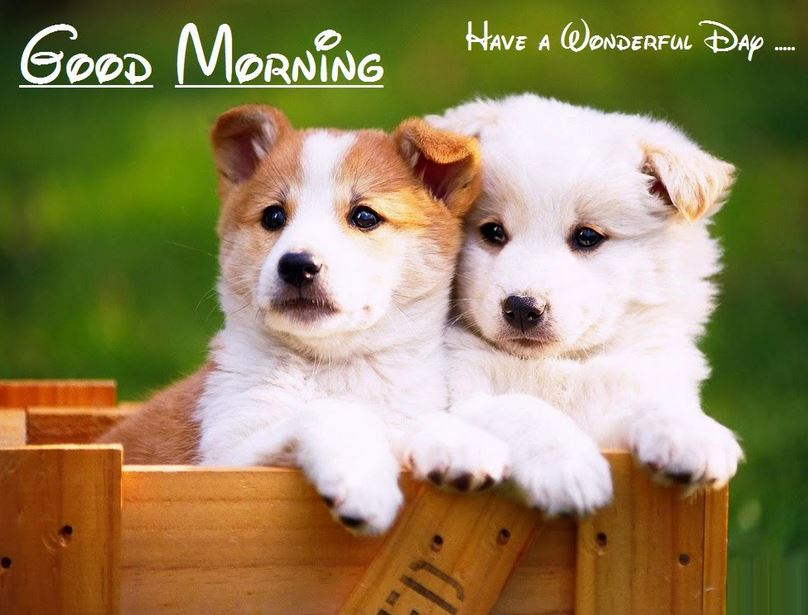 Lovely cute good morning pictures