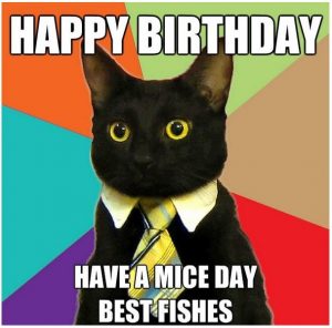 Beautiful Cat Happy birthday memes pics