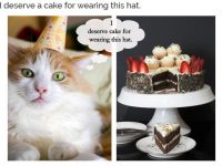Cute cat birthday meme photos collections