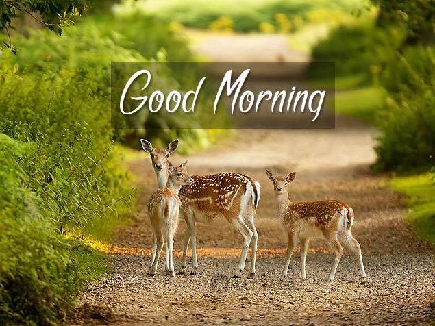 Beautiful good morning images with nature